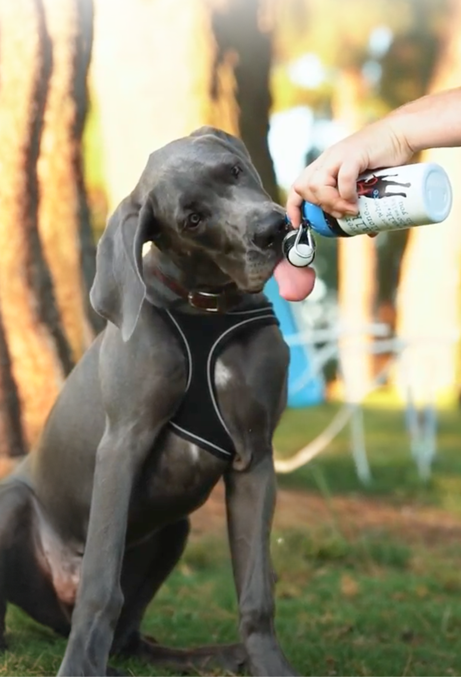 Dog Water Bottle