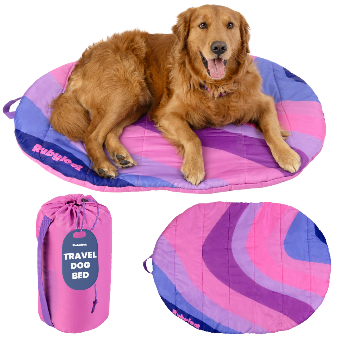 A golden retriever rests on a round, pink and purple Travel Dog Bed - Foldable & Packable for Travel, Road Trip, Camping. The washable bed is shown rolled up in a purple TRAVEL DOG BED bag and also laid out flat.